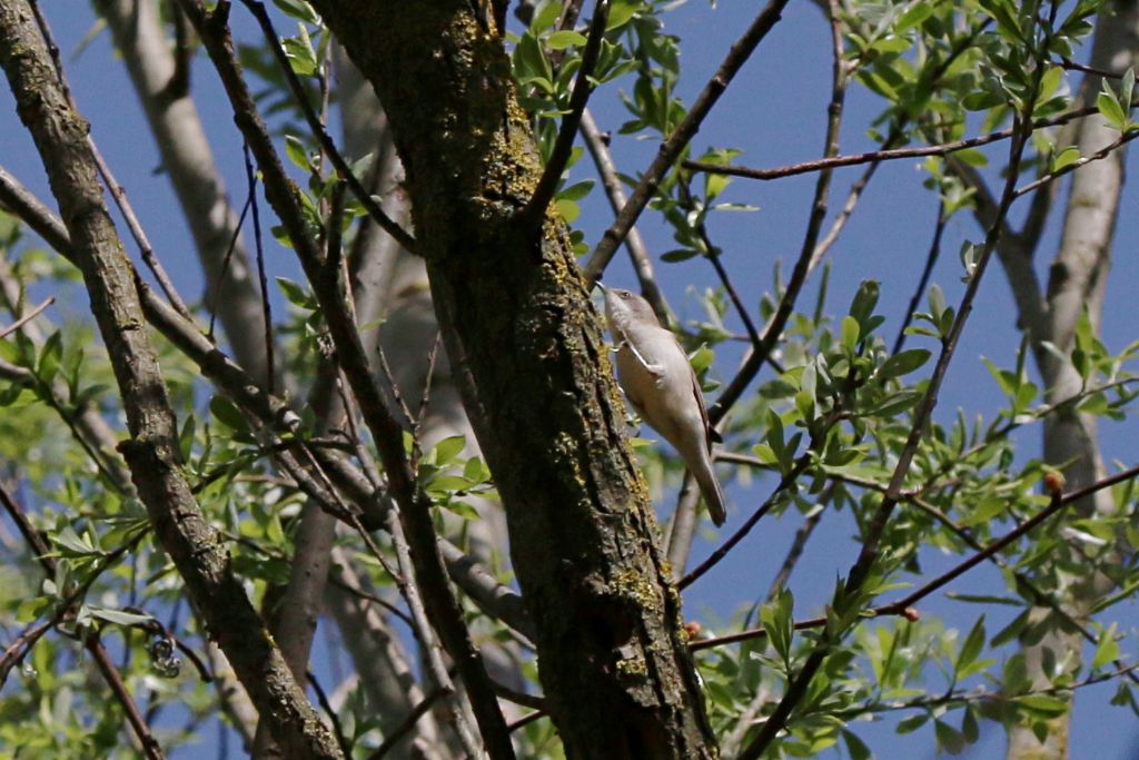 Id. Silvidae : Lu grosso, Lu piccolo e Bigiarella